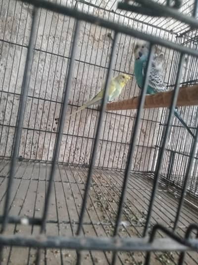 birds