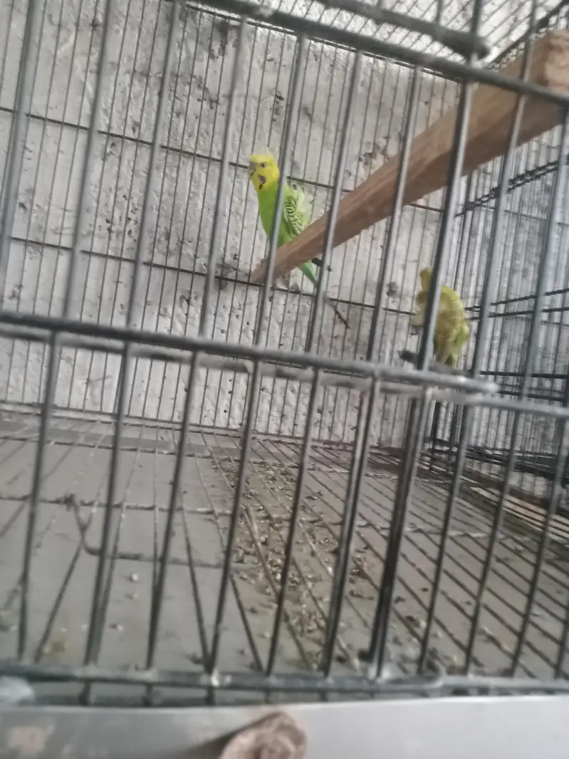 birds — photo 2