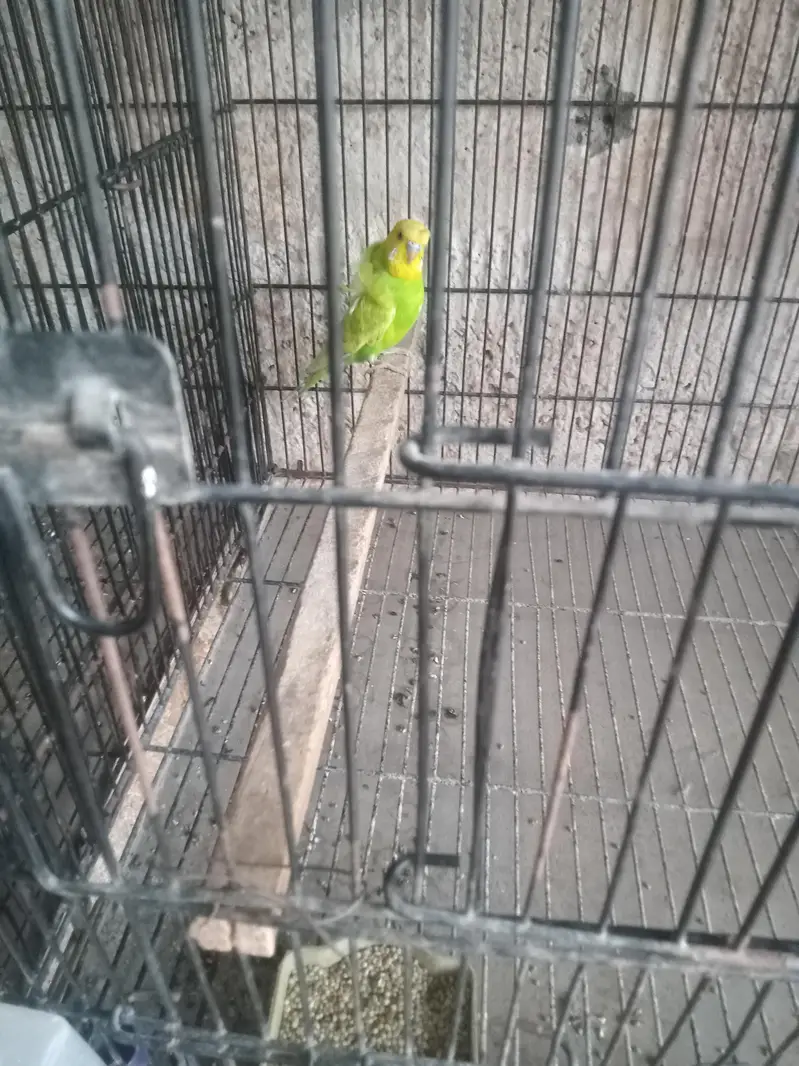 birds — photo 3