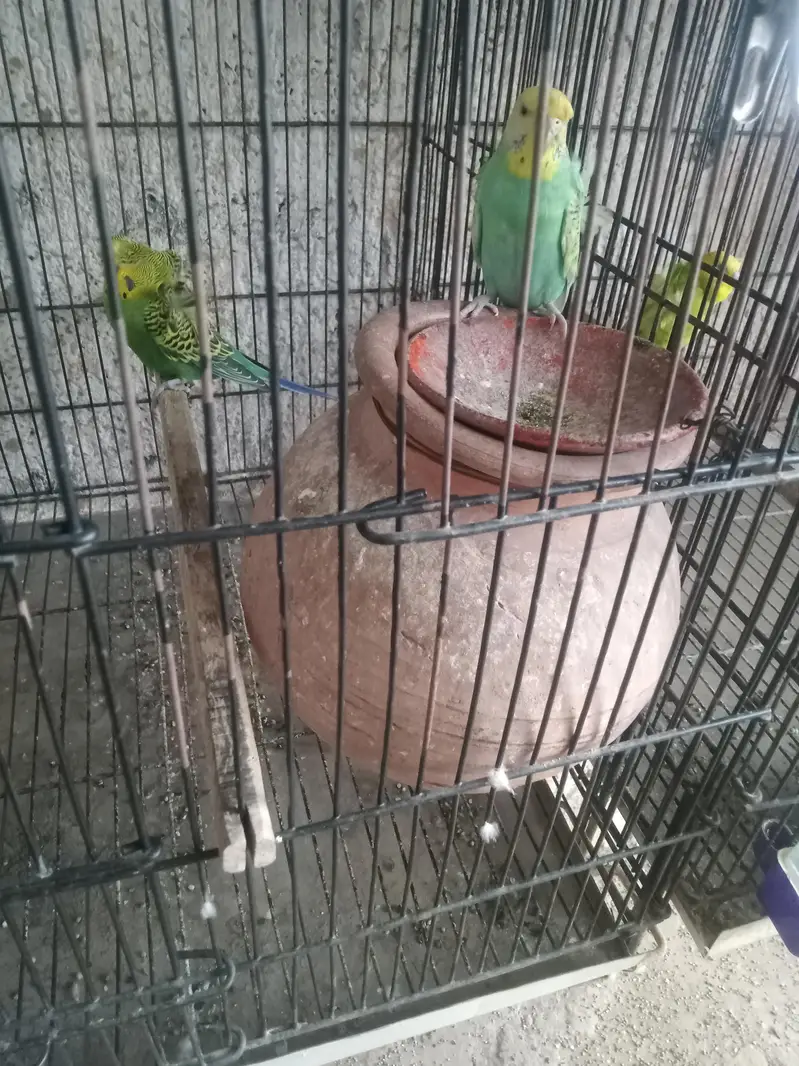 birds — photo 4