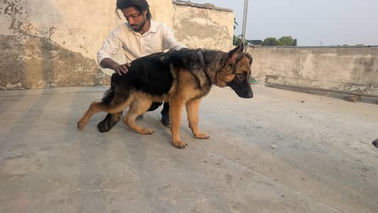 german shepherd female