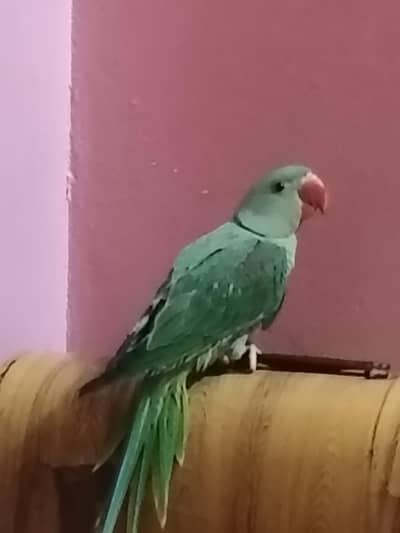 raw parrot