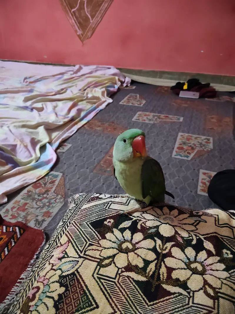 raw parrot — photo 2