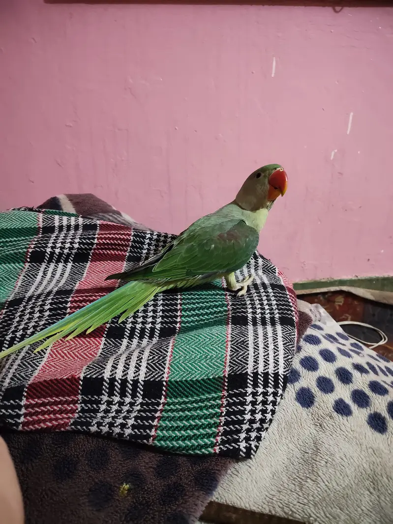 raw parrot — photo 3