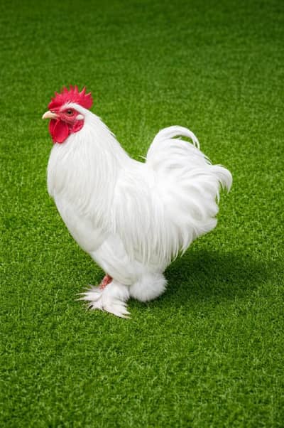 Black Bantum white bantum  aseel mushka aseel heara Desi Golden Misri
