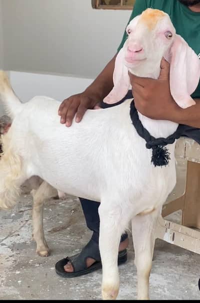 BAKRA GULABI SPOT LESS MUNDA  RATE FINAL HAI REDY DISCRIPTION FISRT
