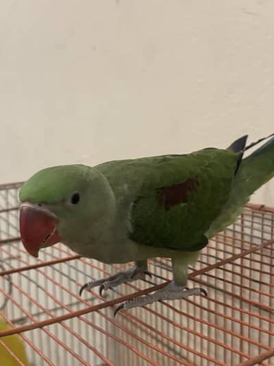 raw parrot