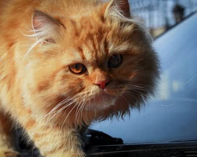 cat for sale persion