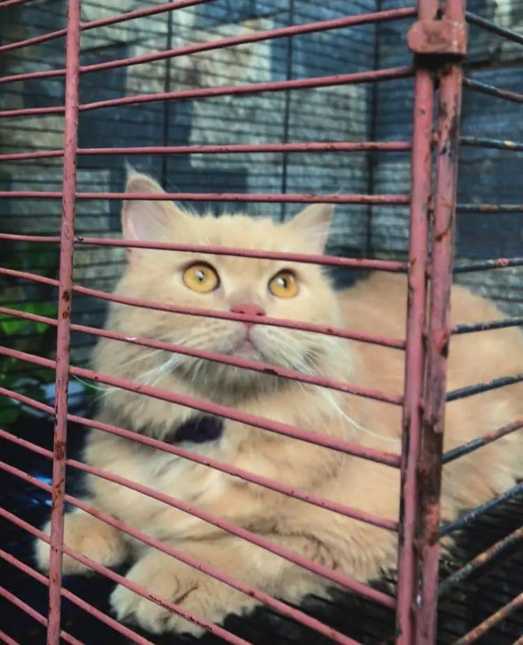 cat for sale persion — photo 3