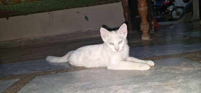 cats sale