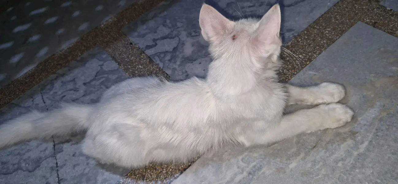 cats sale — photo 2