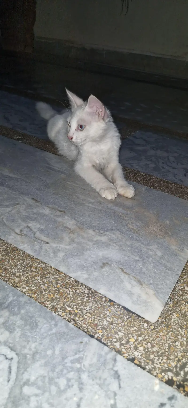 cats sale — photo 3