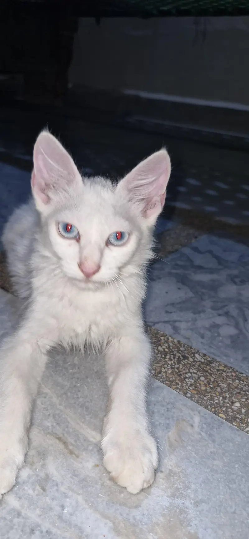 cats sale — photo 4