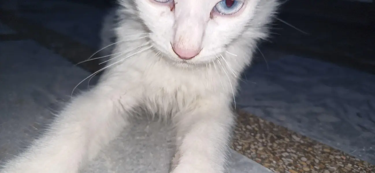 cats sale — photo 5