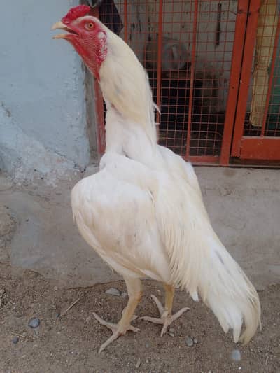 Kandahari Heera Cross