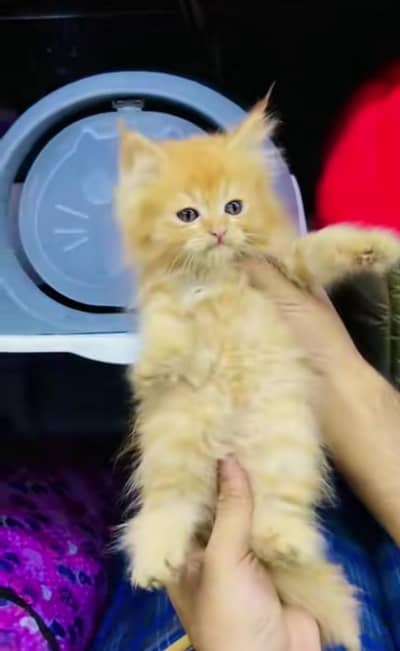 pure Persian cats vaccinated and healthy active WhatsApp/0346/4644037/