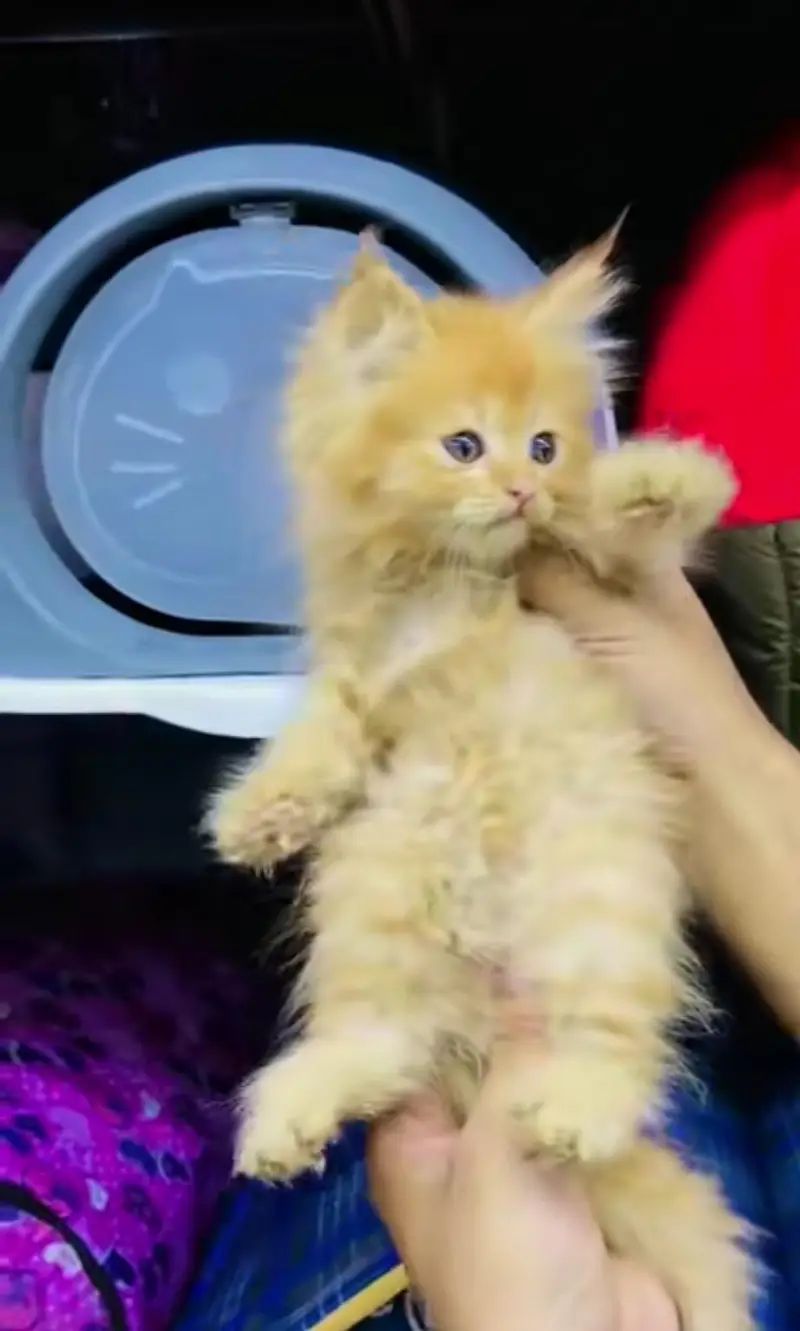 pure Persian cats vaccinated and healthy active WhatsApp/0346/4644037/ — photo 2