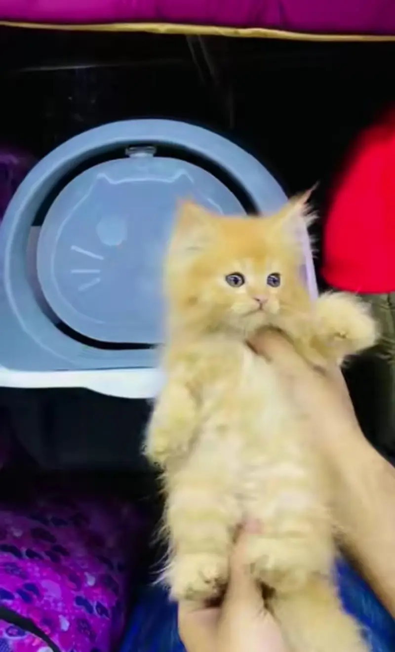 pure Persian cats vaccinated and healthy active WhatsApp/0346/4644037/ — photo 4