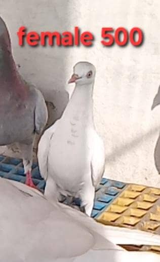 mix pigeons avaliable for sale 0326/7678/540