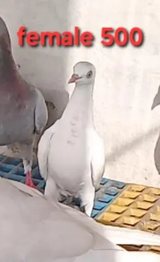 mix pigeons avaliable for sale 0326/7678/540