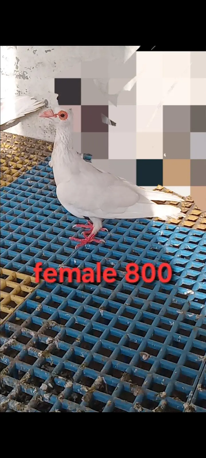 mix pigeons avaliable for sale 0326/7678/540 — photo 2
