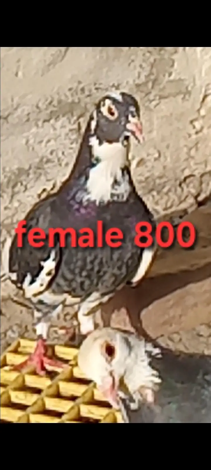 mix pigeons avaliable for sale 0326/7678/540 — photo 3