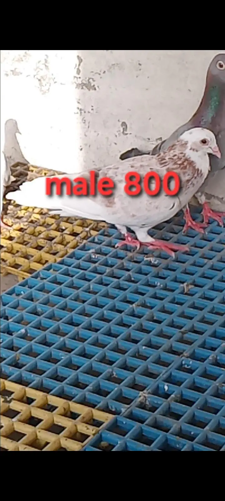 mix pigeons avaliable for sale 0326/7678/540 — photo 4
