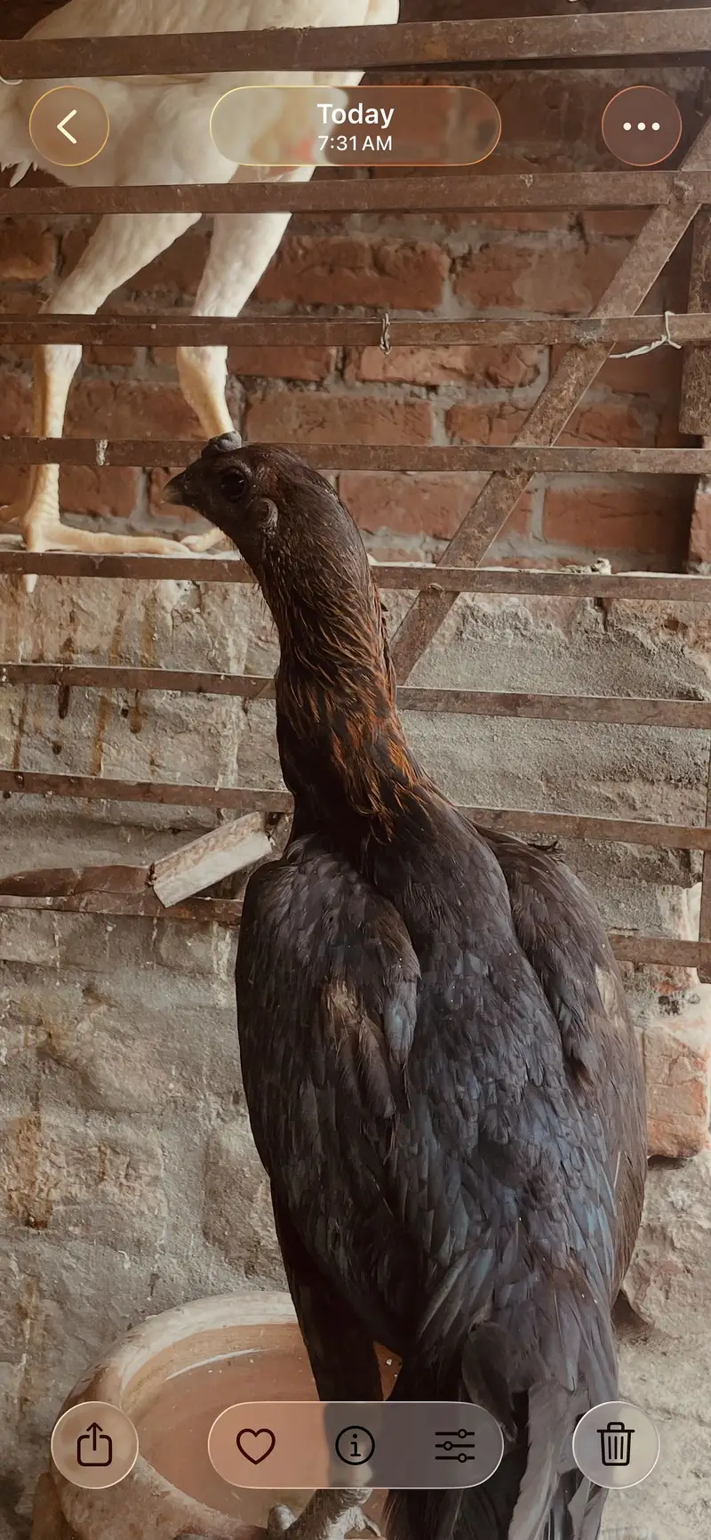 High quality dragon male black skin — photo 4