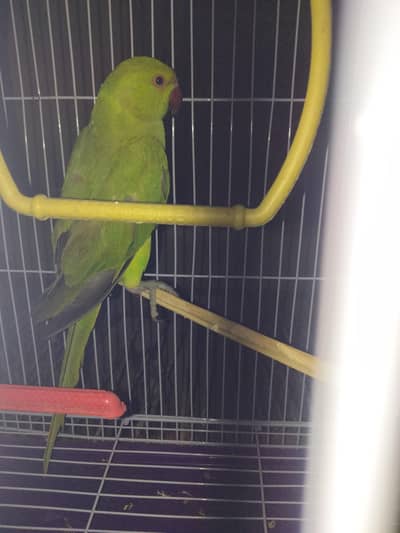indian ringneck parrot