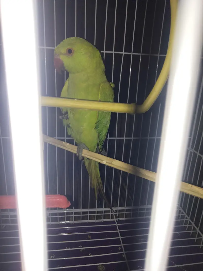 indian ringneck parrot — photo 2