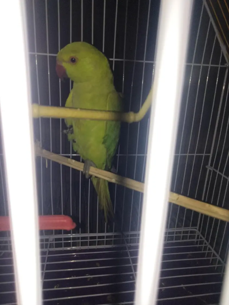 indian ringneck parrot — photo 3