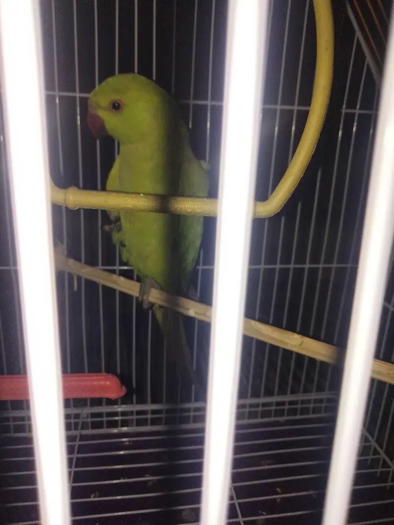 indian ringneck parrot — photo 4