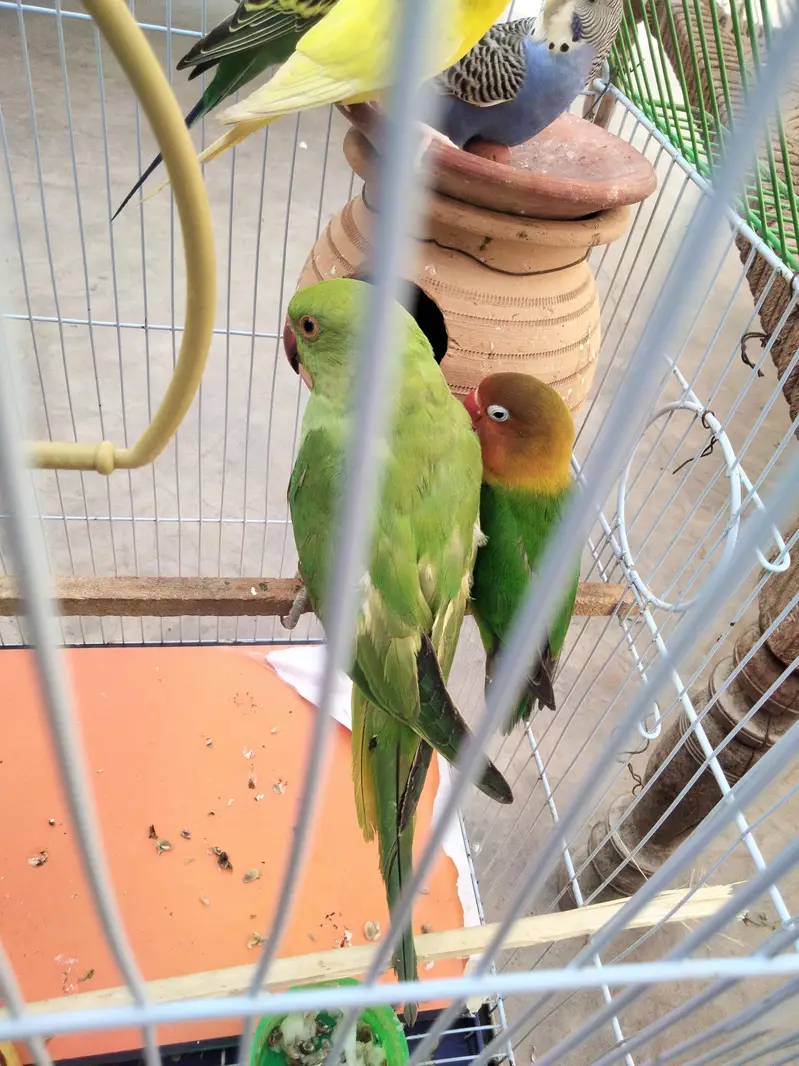 indian ringneck parrot — photo 6