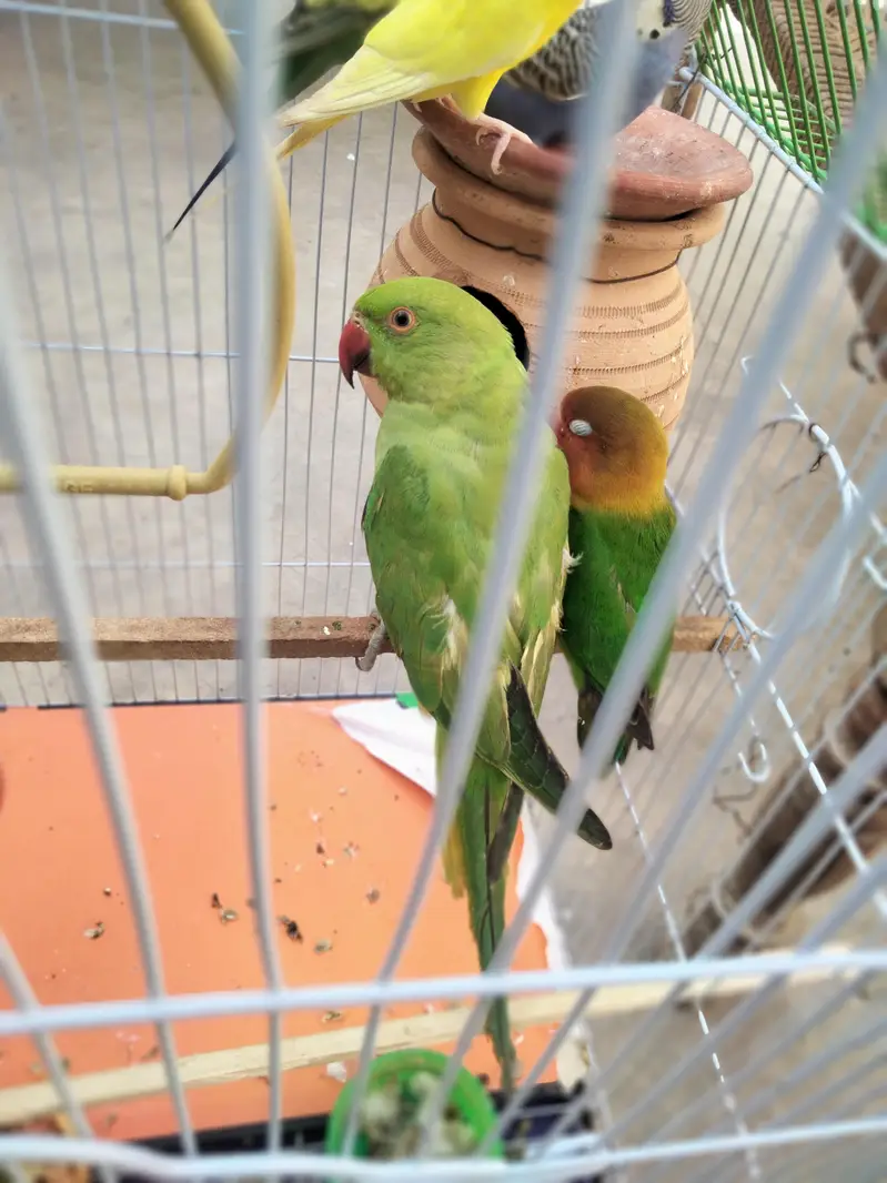indian ringneck parrot — photo 7