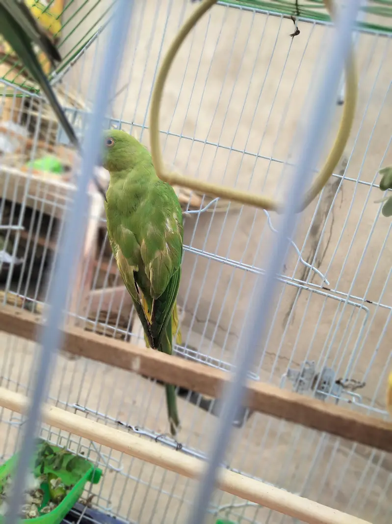 indian ringneck parrot — photo 8