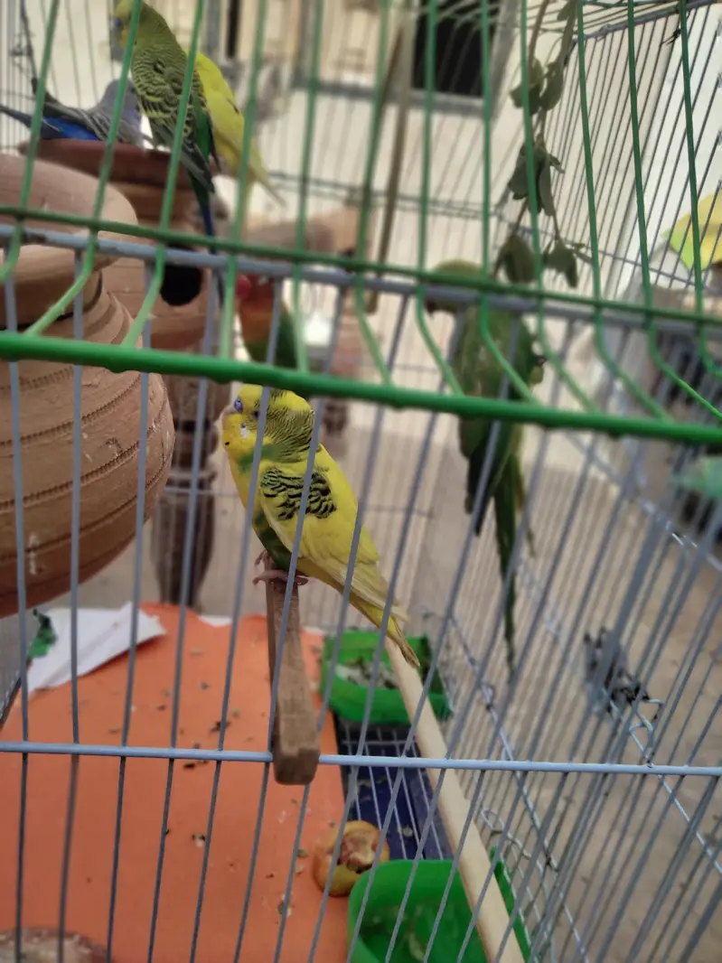 indian ringneck parrot — photo 9