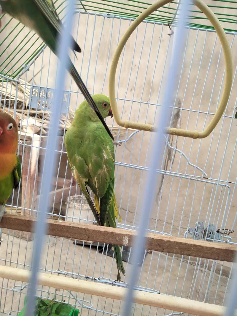 indian ringneck parrot — photo 10