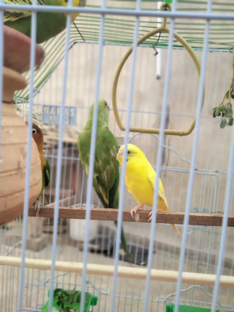 indian ringneck parrot — photo 11