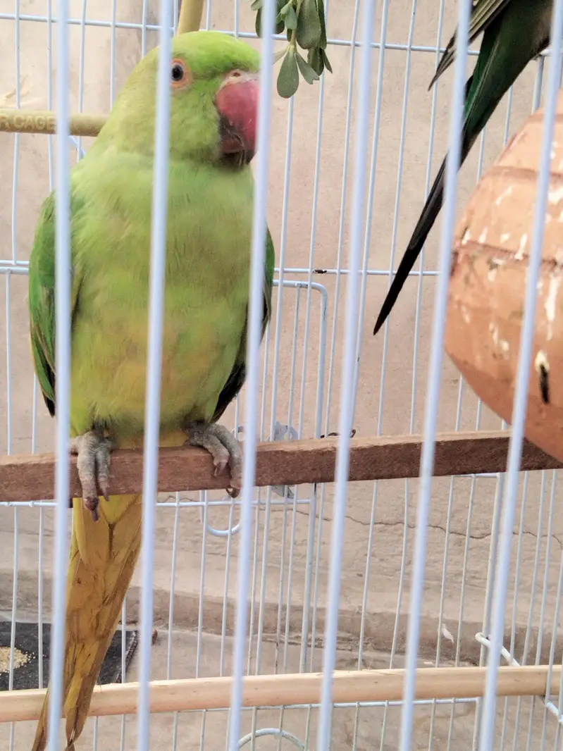 indian ringneck parrot — photo 12