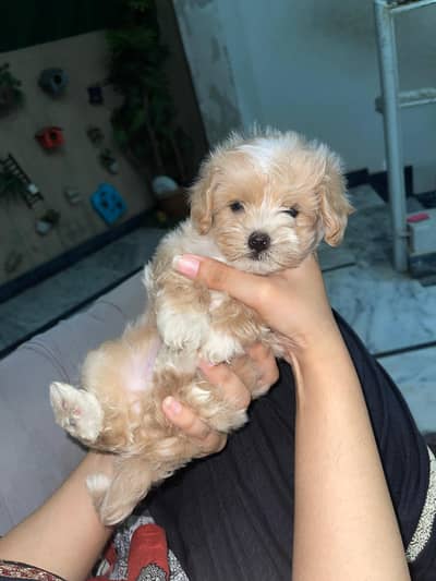 Male Shihtzu pup pee poop trained