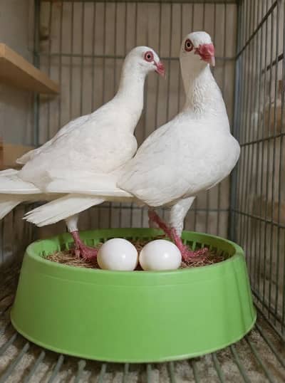 Paper white Danish Breeder pair with eggs For sale
