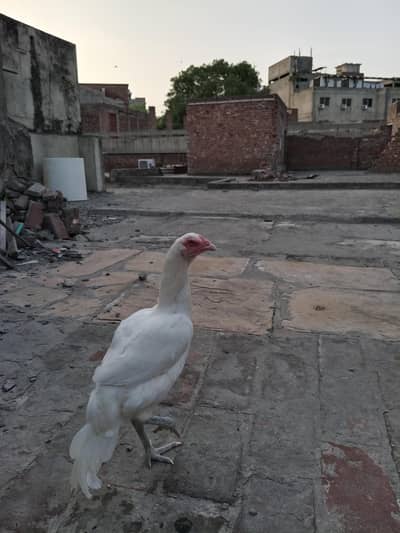Aseel heera