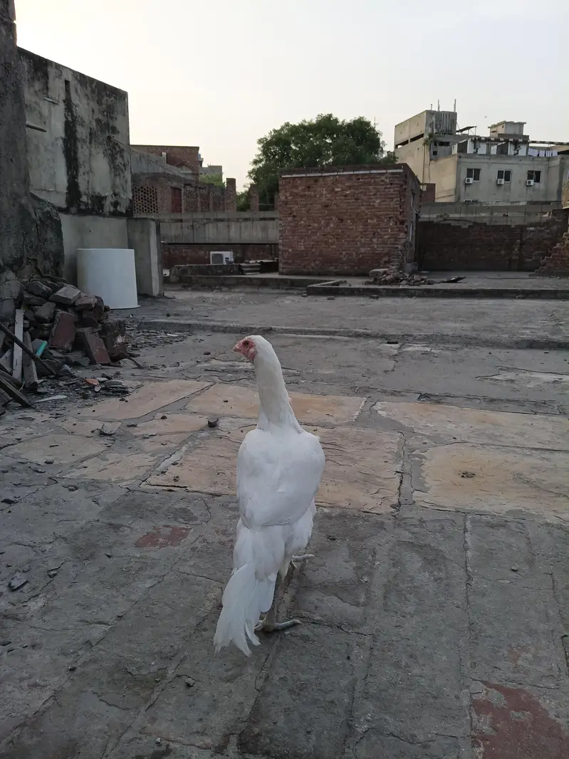 Aseel heera — photo 2