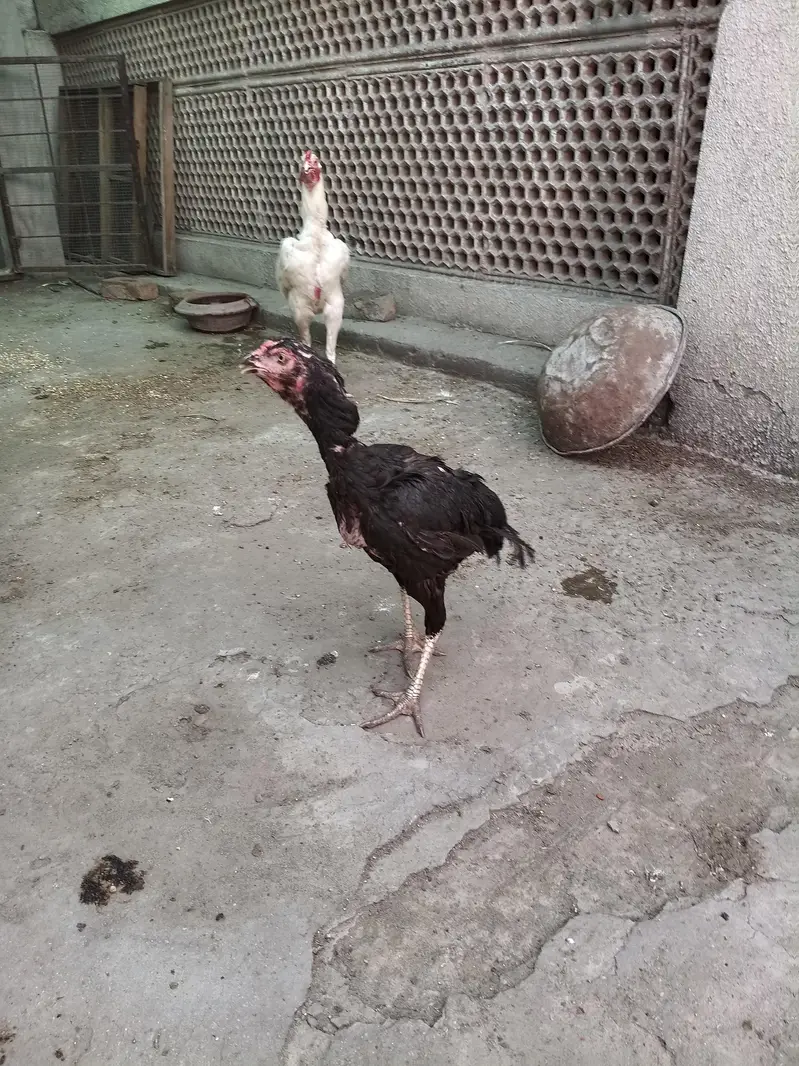 Aseel heera — photo 3
