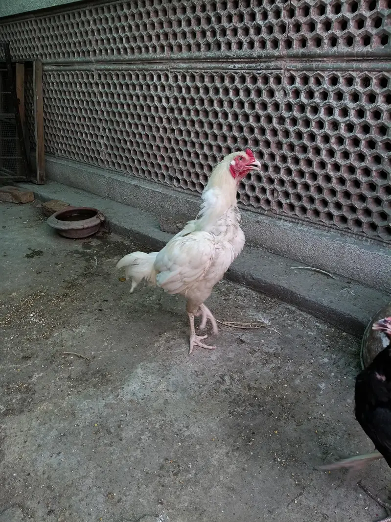 Aseel heera — photo 5