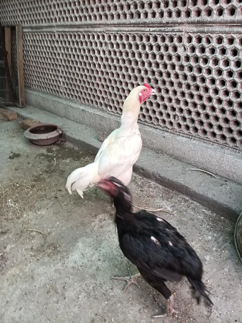 Aseel heera — photo 6