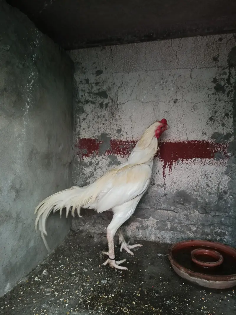 Aseel heera — photo 8