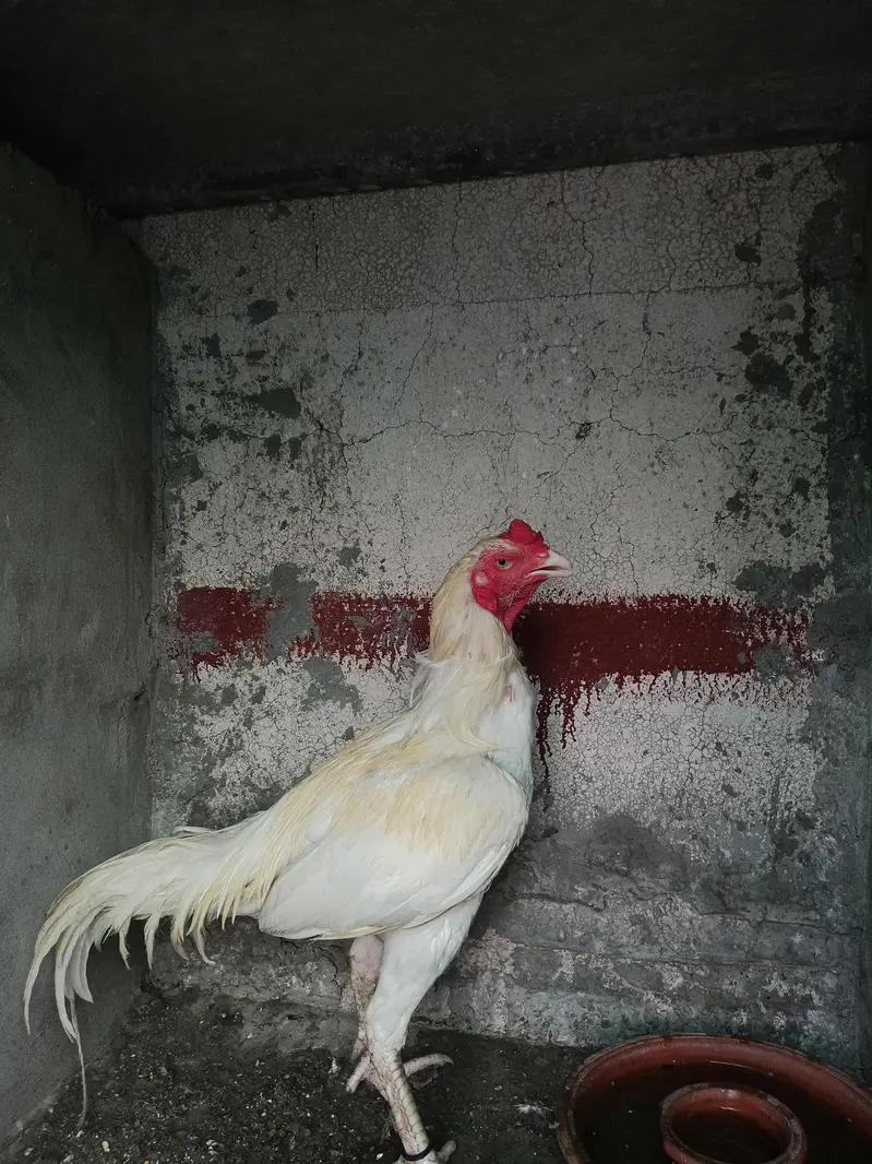 Aseel heera — photo 9