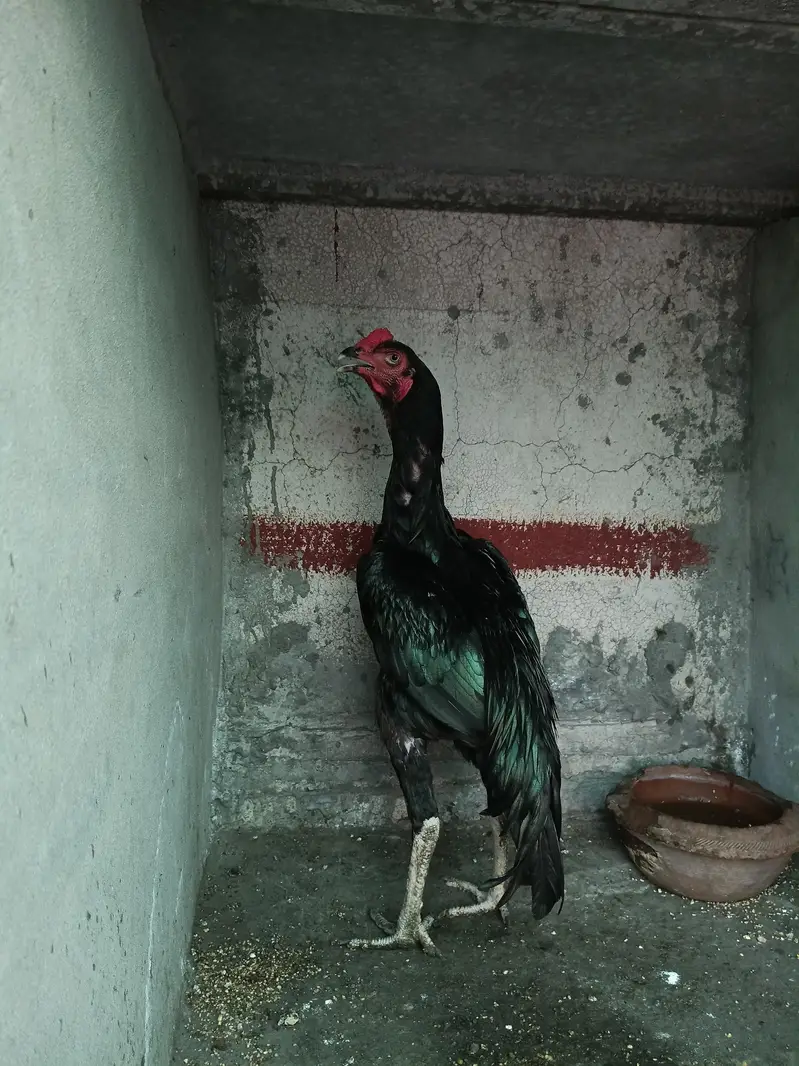 Aseel heera — photo 10