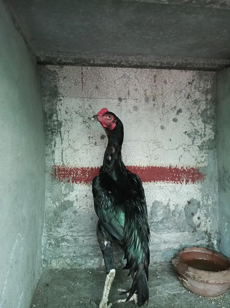 Aseel heera — photo 11